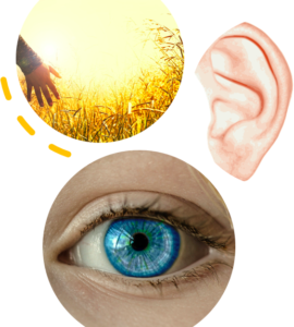 Die 3 Hauptsinneskanäle Auge, Ohr und Haut
